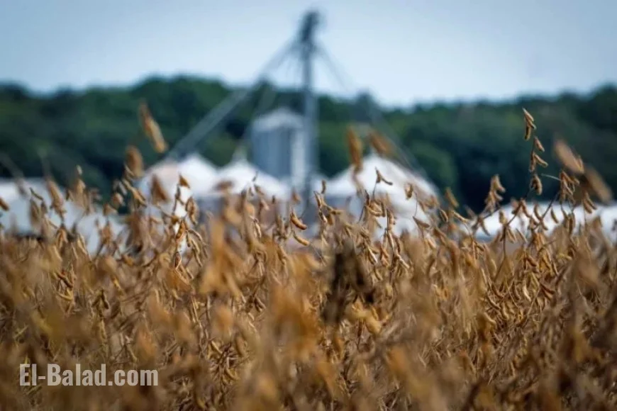 Trump Initiates New Farm Bailout Plan