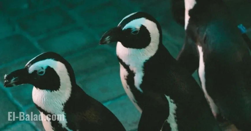 Miami Bids Farewell to Its Iconic Seaquarium
