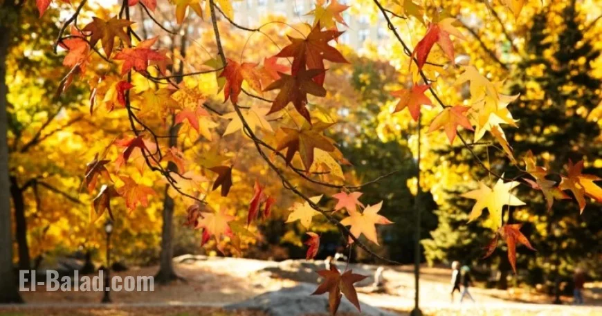 Early Leaf Drop Leads to Duller Fall Foliage