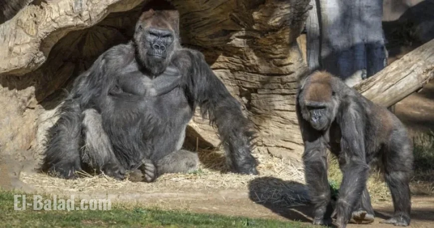 Charging Gorilla Shatters Enclosure Glass at San Diego Zoo
