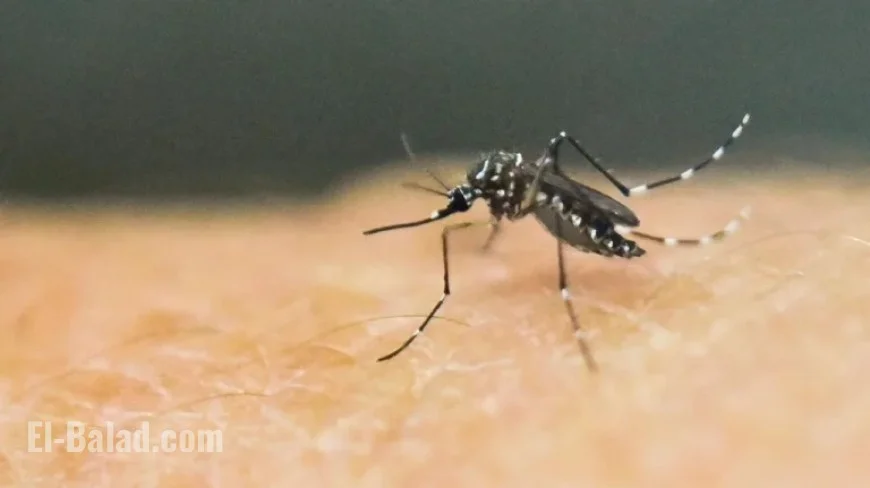 First Local Chikungunya Case Confirmed in New York, Health Officials Report