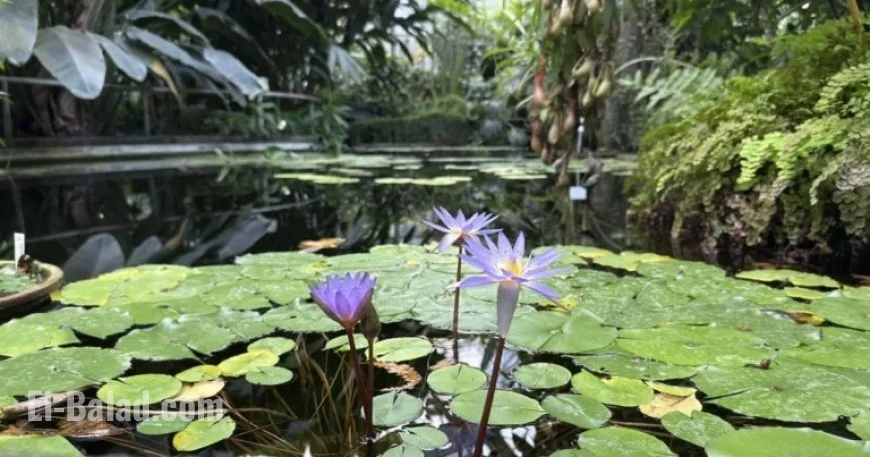 Prague’s Oldest Botanical Garden: Discover a 250-Year-Old Classroom Gem