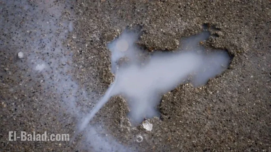 “Chicago Hole Mystery: Not Crafted by a Rat”