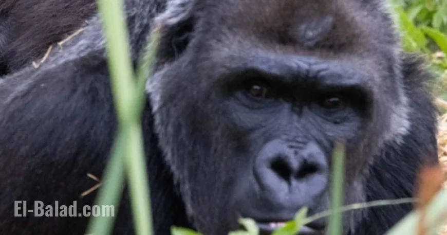 Trespasser Films Gorillas Knocking on Windows at Closed Bristol Zoo