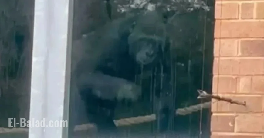 Loneliest Gorillas Found in Enclosure Years Post Zoo Closure
