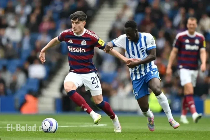 Watch Brighton vs Newcastle: Premier League Live Stream and TV Channel