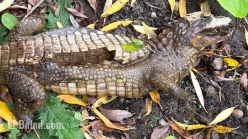 Derbyshire Police Solve Canal Crocodile Mystery