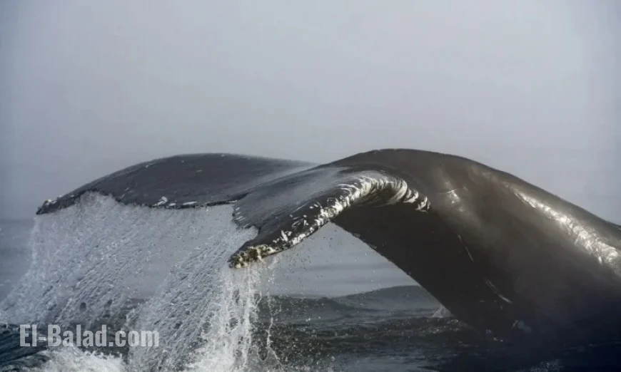 Humpback Whale Struck by Ferry Near Vancouver