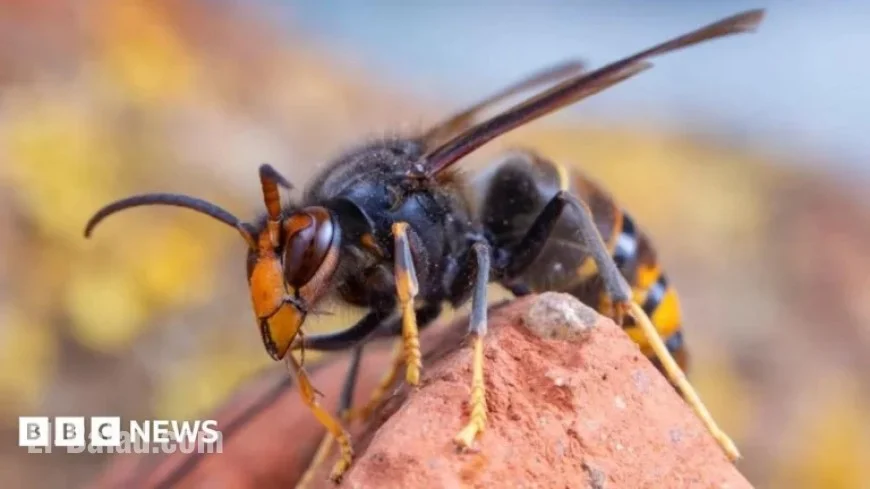 First Asian Hornet Nest Found in Northern Ireland: Should You Be Concerned?