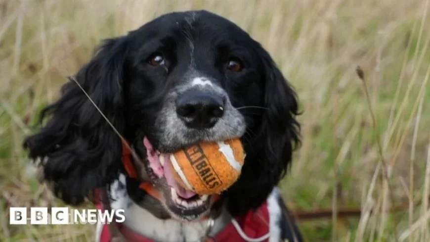 Wrexham Spaniel Detects Wildlife Crime, Wins Prestigious Award