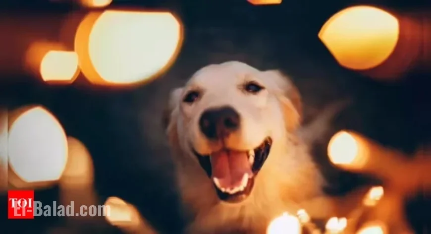 How Diwali Noise Affects Dogs’ Brains and Causes Restlessness