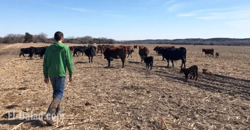 US Farmers Outraged by Trump’s Plan to Import Argentine Beef