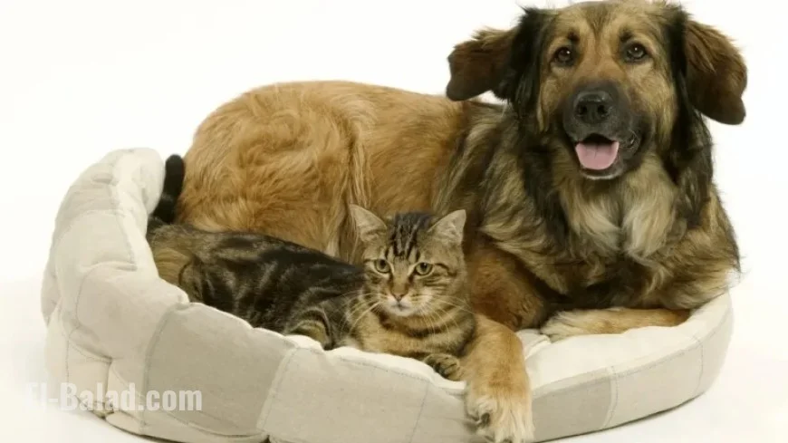 FDA Recalls Multiple Pet Food Brands Over Salmonella Risk