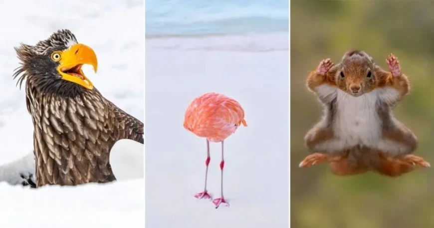 2025 Nikon Comedy Wildlife Awards: 40 Hilarious Photo Finalists Revealed