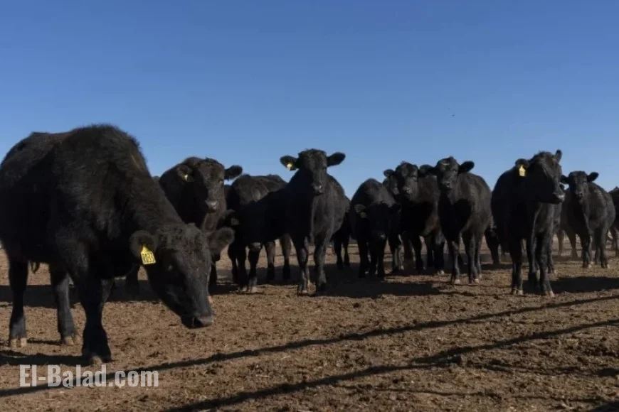 Trump Urges Cattle Ranchers to Lower Prices, Escalating Feud