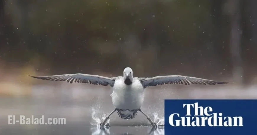 Explore the Hilarious 2025 Comedy Wildlife Awards Winners