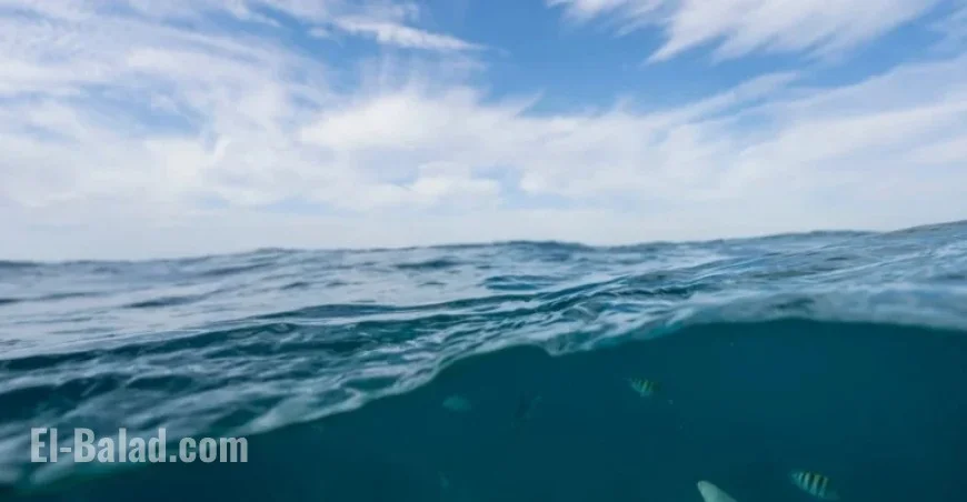 Two Keystone Species Lost from Florida’s Coral Reef, Increasing Hurricane Threat