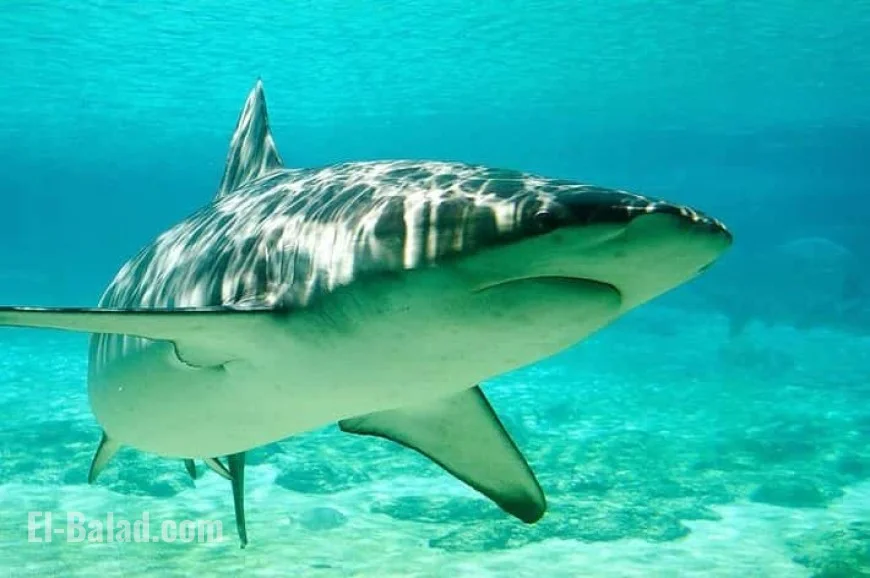 Dusky sharks: rare fatal feeding frenzy reported this week, as science rewrites behavior—and conservation stakes remain high