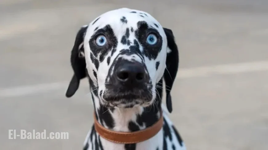 Can Dogs Detect Ghosts?