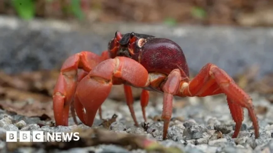 Millions of Red Crabs Begin Annual Migration on Christmas Island