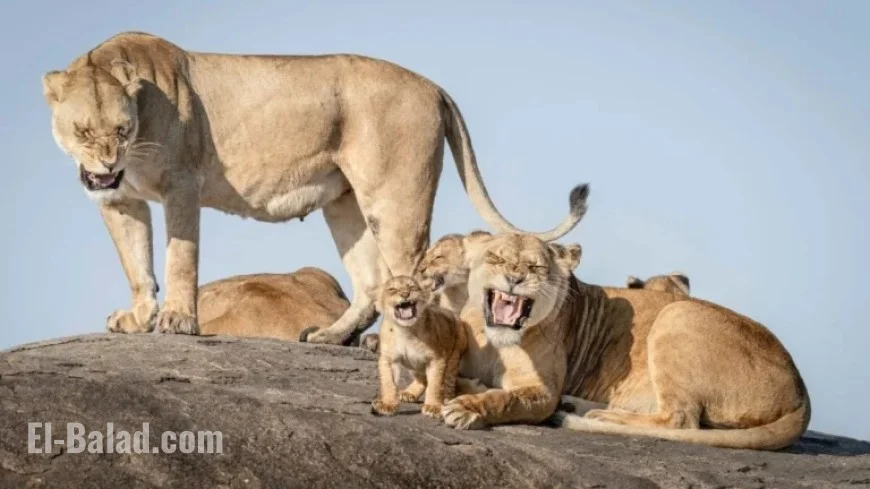 Wildlife Comedy Photos of the Year Promise Uncontrollable Laughter