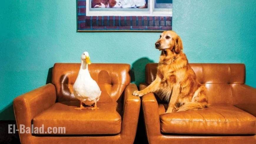 Hollywood’s Animal Actors Struggle to Secure Roles