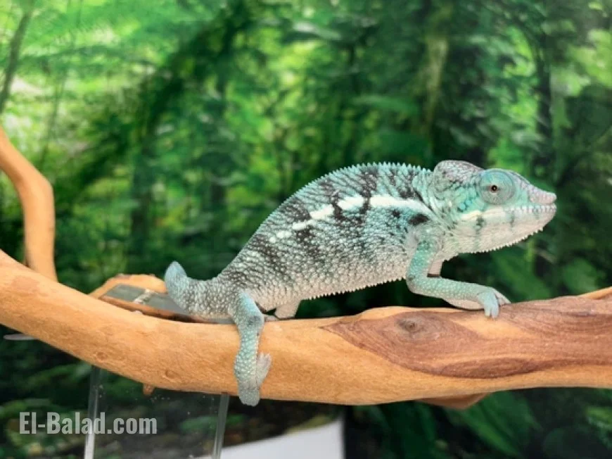 Madagascar’s Struggle to Save Its Lemurs and Chameleons: How Poverty and Climate Change Are Pushing Wildlife to the Edge