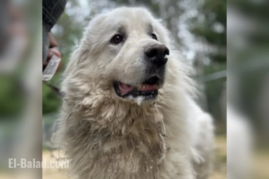 Heartbreaking Photo Shows Dog Watching Owner Leave After Surrender