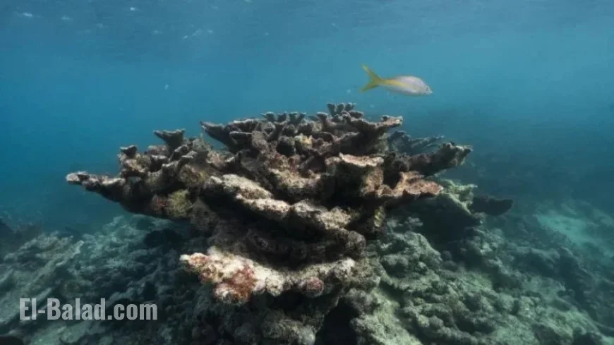 Florida Corals Declared ‘Functionally Extinct’ Amid Record Ocean Temperatures