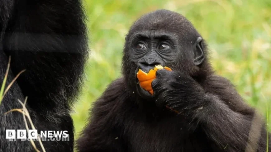 Gorilla Venus Delights in Halloween Pumpkin Fun