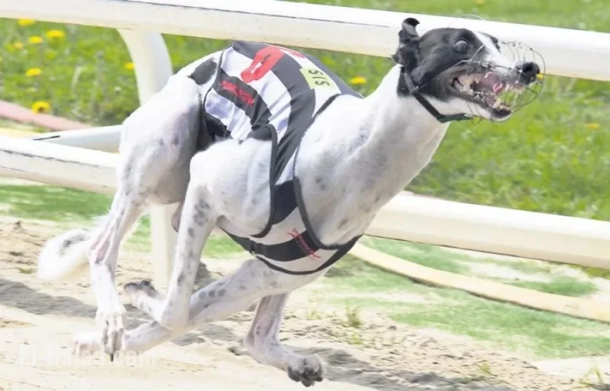 Greyhound Movie Release Officially Announced