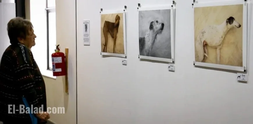 Greyhounds in South Africa Find New Purpose Through Art Initiative