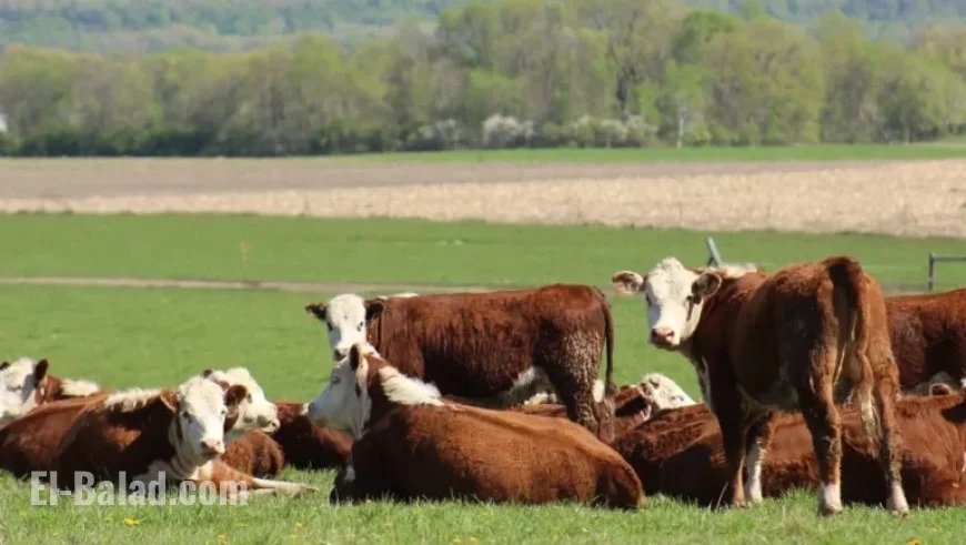 Rising Beef Prices: Politicians Clash Over Cattle Production Issues