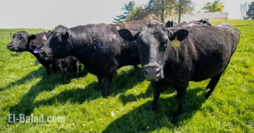 Iowa Farmers Lose Soybean Buyer, Face New Beef Import Challenges