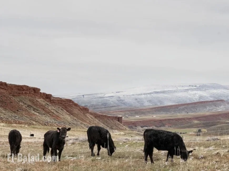 Trump’s Argentine Beef Policy Sparks Concern and Panic