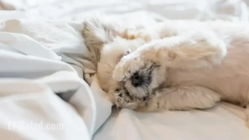 Daylight Saving Time Ends: Clocks Fall Back in November