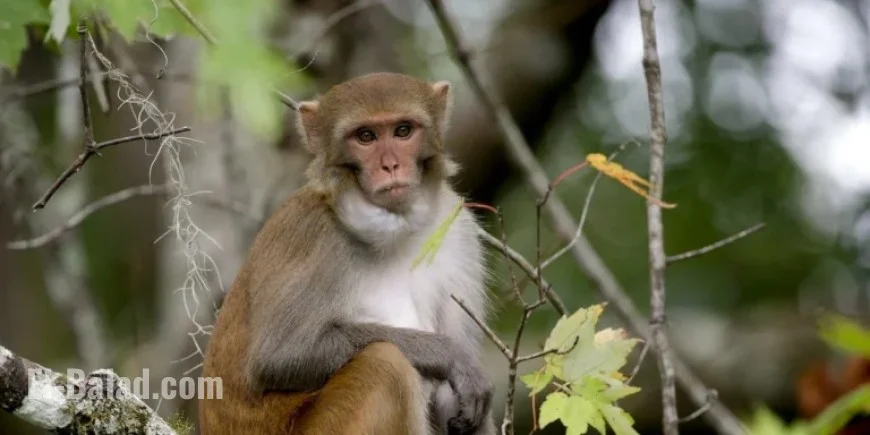 Monkeys Killed by Law Enforcement After Mississippi Truck Accident