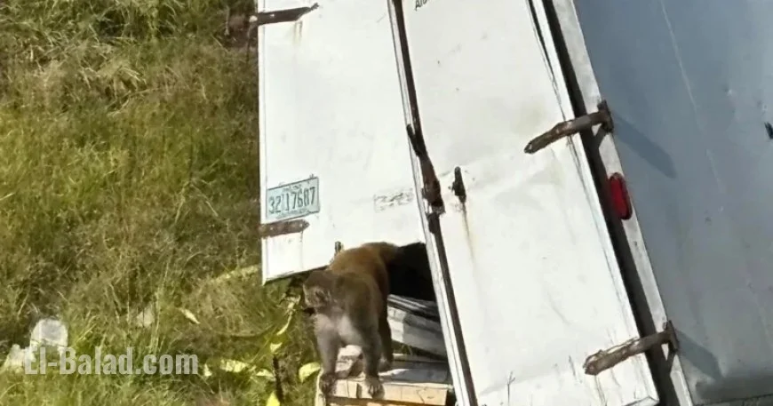 Monkeys Flee After Truck Overturns on Mississippi Highway; 1 Remains Missing