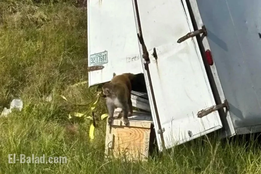 Lab Monkeys Flee After Truck Overturns Near Heidelberg, Mississippi