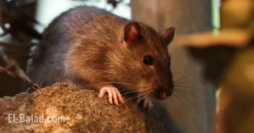 Orkin Ranks Minneapolis Among Top 10 Rattiest U.S. Cities