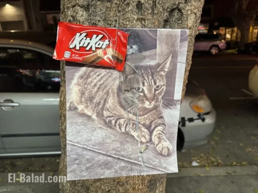 Waymo Allegedly Kills KitKat, Beloved Liquor Store Mascot and Community Icon
