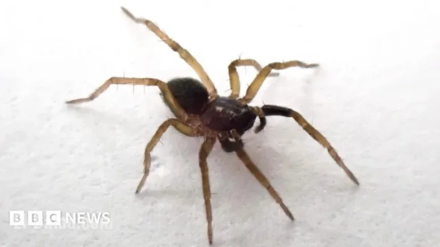 Rare Wolf Spider Found on Isle of Wight After 40 Years