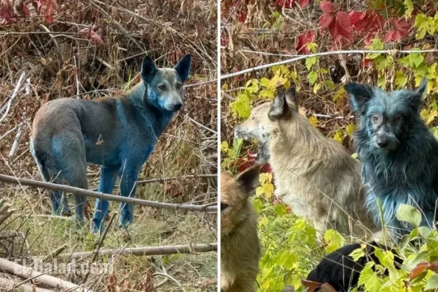 Blue Dogs at Chernobyl: Mystery Solved