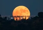November’s Golden Supermoon Shines as Year’s Largest and Brightest