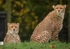 Cheetah Cubs Explore New Enclosure at Chester Zoo