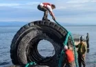 Massive Industrial Tires Cleared from Campbell River Beach, B.C.