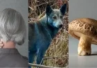 Science Update: Blue Dogs, Gray Hair, Mushroom Computers, and More This Week