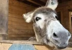 Donkey’s Journey to Atlantic Veterinary College Ends in Life-Saving Success