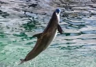 Beauval Zoo Builds Dolphin Facility Amid Marineland Cetacean Uncertainty