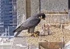 Peregrine Falcon Livestream Captivates Australian Viewers